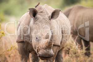 Starring White rhino with oxpeckers in the Kruger.