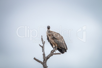 White-backed vulture sitting on a branch in the Kruger.