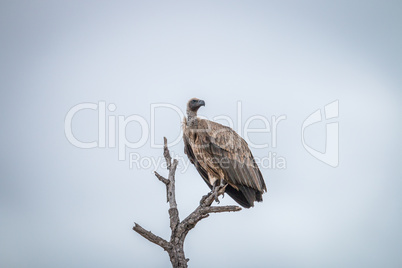 White-backed vulture sitting on a branch in the Kruger.