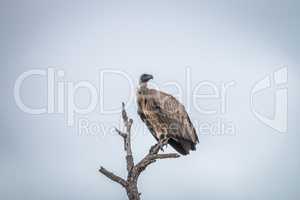 White-backed vulture sitting on a branch in the Kruger.
