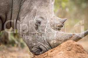 Close up of a White rhino in the Kruger.
