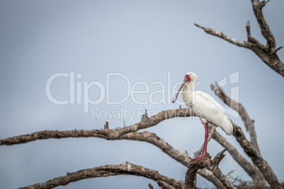 African spoonbill on a branch in the Kruger.