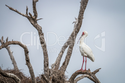 African spoonbill on a branch in the Kruger.
