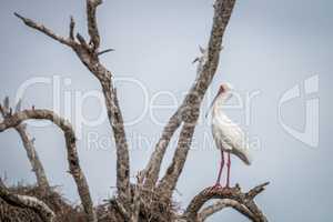 African spoonbill on a branch in the Kruger.