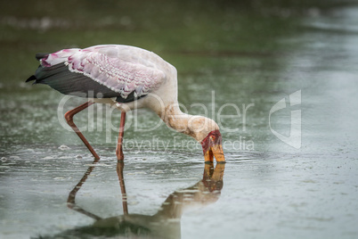 Yellow-billed stork fishing in the Kruger.