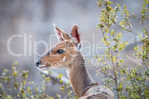 A female Bushbuck in the Kruger.