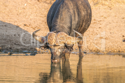 Drinking Buffalo bull in the Kruger.