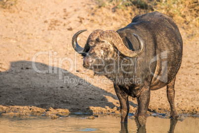 Starring Buffalo bull in the Kruger.