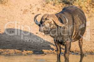 Starring Buffalo bull in the Kruger.