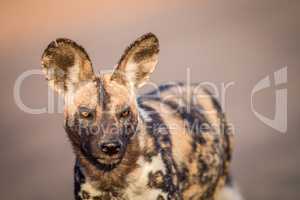 Starring African wild dog in the Kruger.