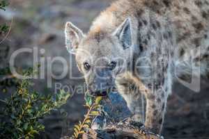 Spotted hyena chewing on meat in the Kruger.