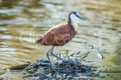 African Jacana on the water in the Kruger.