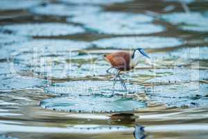 African Jacanaon the water in the Kruger.