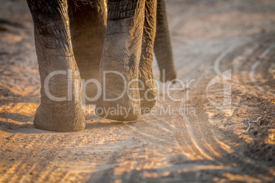 Close up of Elephant feet in the Kruger.