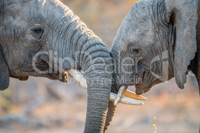 Elephants playing in the Kruger.