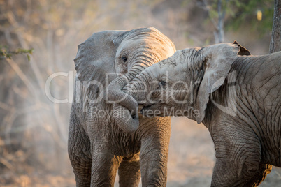 Elephants playing in the Kruger.