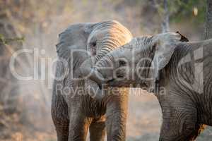 Elephants playing in the Kruger.