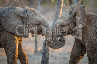 Elephants playing in the Kruger.