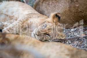 A young Lion cub laying in the Kruger.