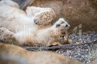 A young Lion cub laying in the Kruger.
