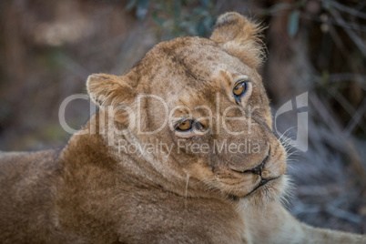 A Lion starring in the Kruger.