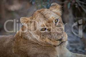 A Lion starring in the Kruger.