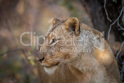 Side profile of a Lion in the Kruger.