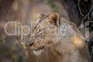 Side profile of a Lion in the Kruger.