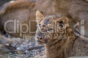 Face of a dirty Lion cub in the Kruger.
