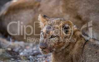 Face of a dirty Lion cub in the Kruger.