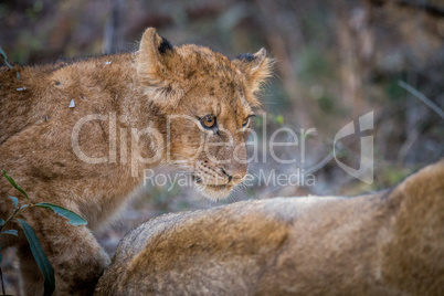 Side profile of a Lion cub in the Kruger.