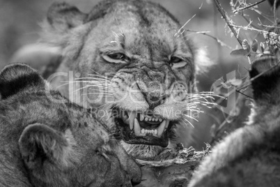 Lion eating in black and white in the Kruger.