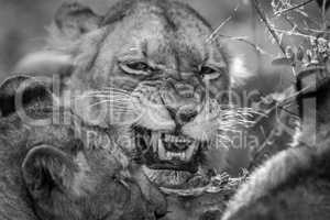 Lion eating in black and white in the Kruger.