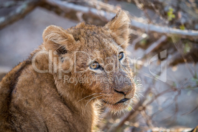 Starring Lion cub in the Kruger.