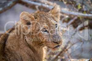 Starring Lion cub in the Kruger.