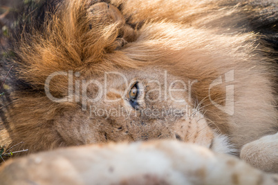 Sleeping Lion in the Kruger.