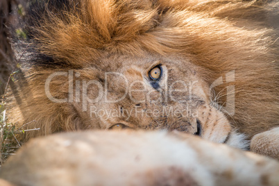 Sleeping Lion in the Kruger.