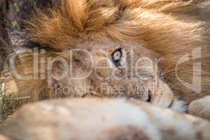 Sleeping Lion in the Kruger.
