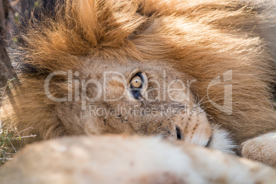 Sleeping Lion in the Kruger.