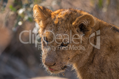 Lion cub looking down in the Kruger.