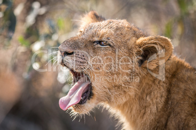 Lion cub yawning in the Kruger.