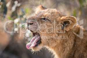 Lion cub yawning in the Kruger.