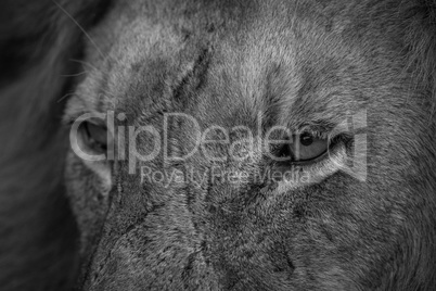 Close up of Lion eyes in black and white in the Kruger.