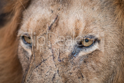 Close up of Lion eyes in the Kruger.