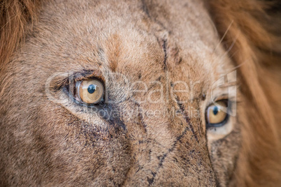 Close up of Lion eyes in the Kruger.