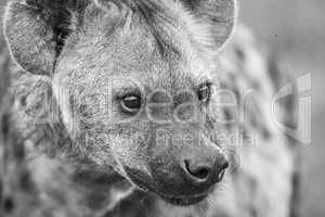 Close up of Spotted hyena in black and white.