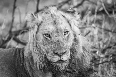 Starring Lion in black and white in the Kruger.