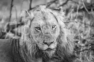 Starring Lion in black and white in the Kruger.