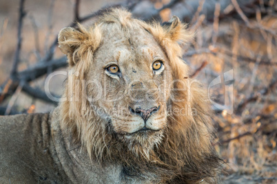 A starring Lion in the Kruger.