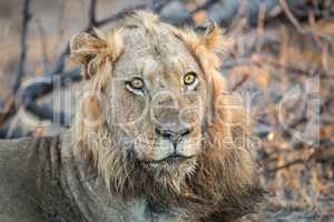 A starring Lion in the Kruger.